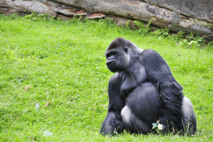 Зоопарк в Лимбурге( Gaia Park)