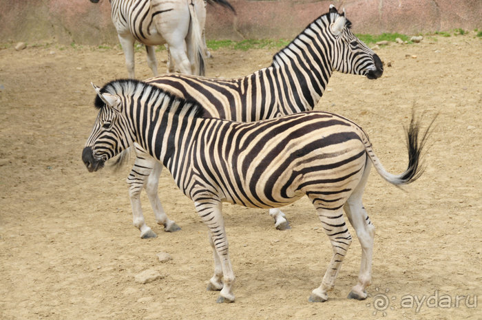 Зоопарк в Лимбурге( Gaia Park)