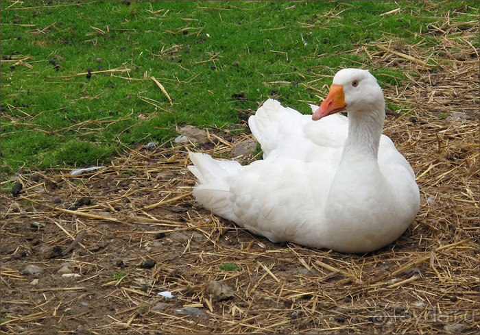 Зоопарк в Лимбурге( Gaia Park)