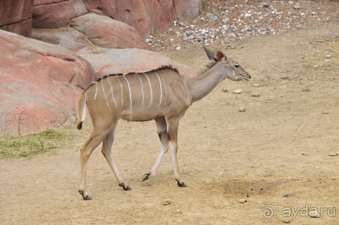 Зоопарк в Лимбурге( Gaia Park)