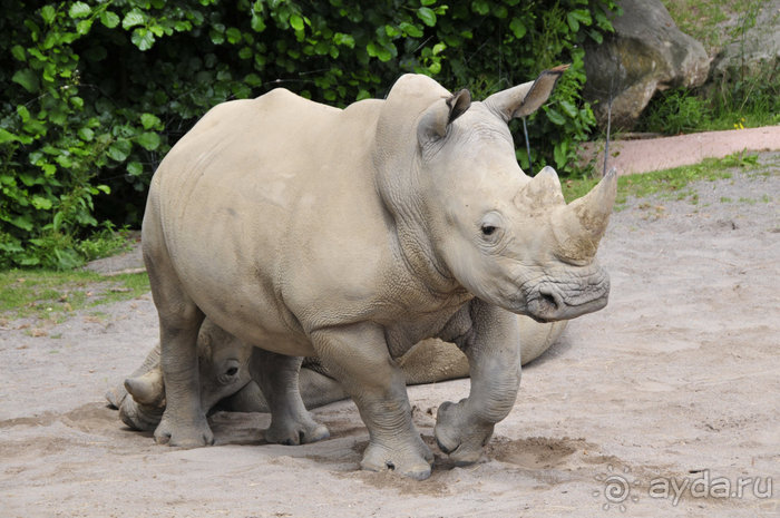 Зоопарк в Лимбурге( Gaia Park)