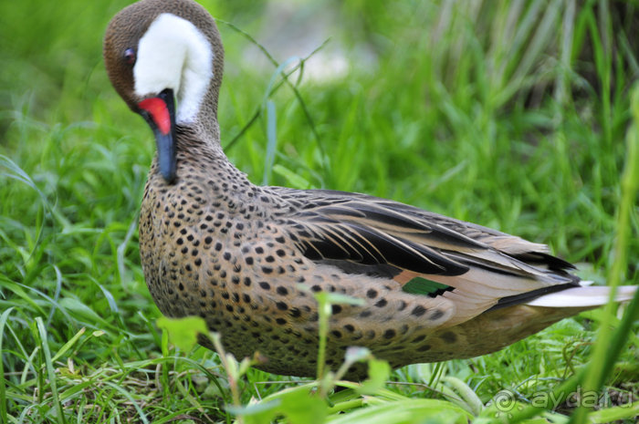 Зоопарк в Лимбурге( Gaia Park)