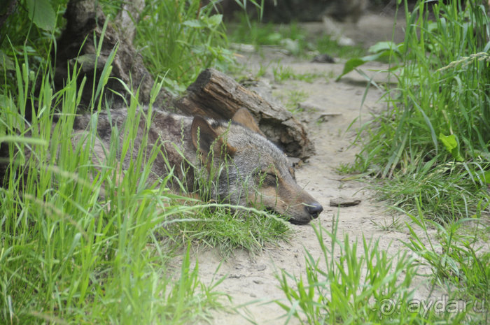Зоопарк в Лимбурге( Gaia Park)
