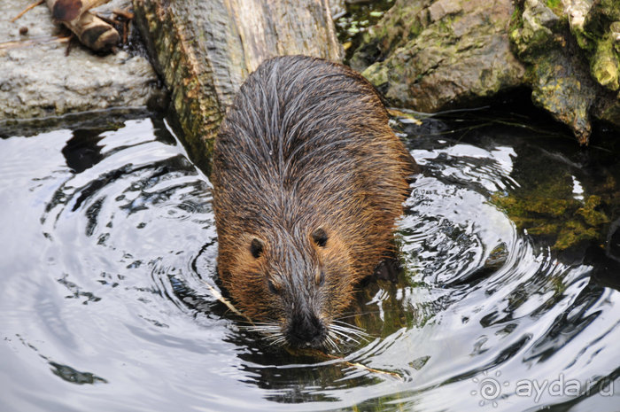 Зоопарк в Лимбурге( Gaia Park)