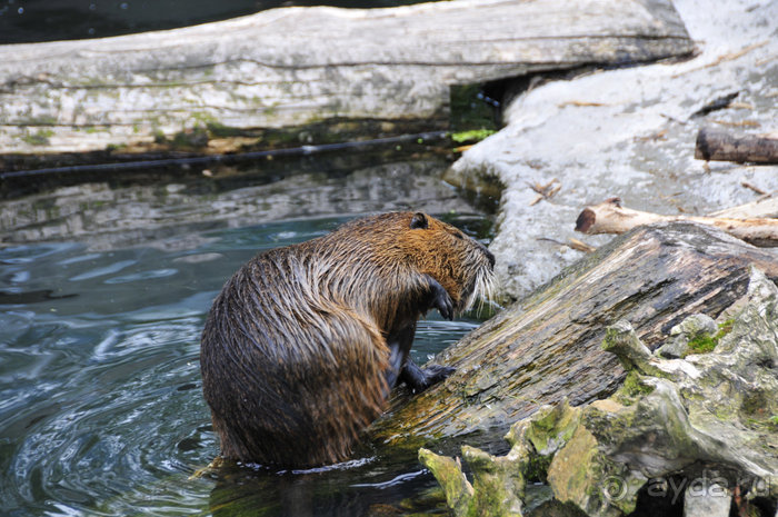 Зоопарк в Лимбурге( Gaia Park)