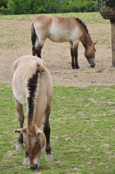 Зоопарк в Лимбурге( Gaia Park)