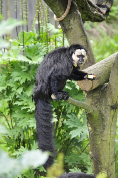 Зоопарк в Лимбурге( Gaia Park)