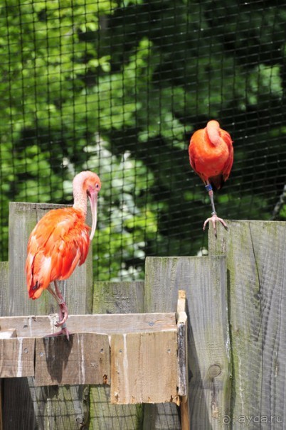 Зоопарк в Лимбурге( Gaia Park)