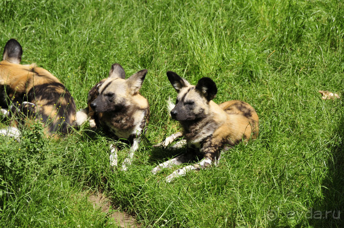 Зоопарк в Лимбурге( Gaia Park)