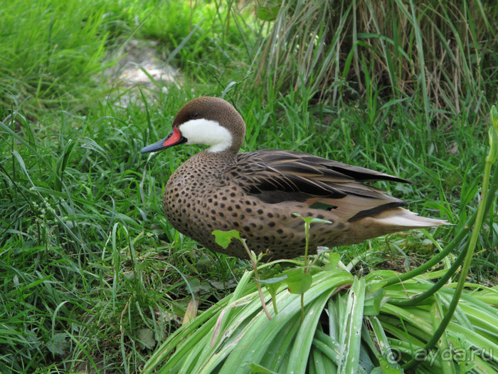 Зоопарк в Лимбурге( Gaia Park)