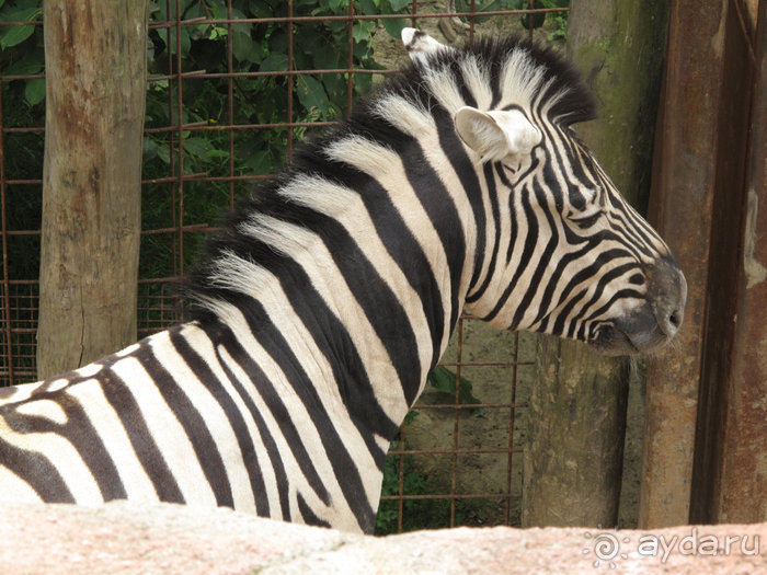 Зоопарк в Лимбурге( Gaia Park)