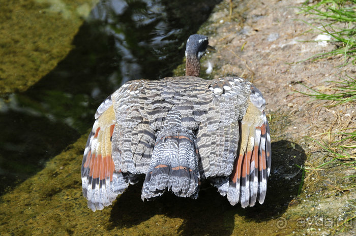 Зоопарк в Лимбурге( Gaia Park)