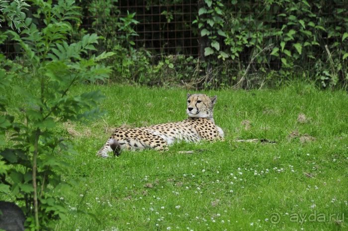 Зоопарк в Лимбурге( Gaia Park)