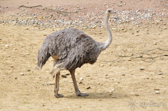 Зоопарк в Лимбурге( Gaia Park)