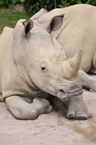 Зоопарк в Лимбурге( Gaia Park)