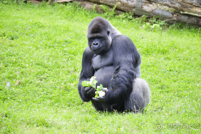 Зоопарк в Лимбурге( Gaia Park)