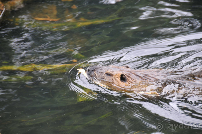 Зоопарк в Лимбурге( Gaia Park)