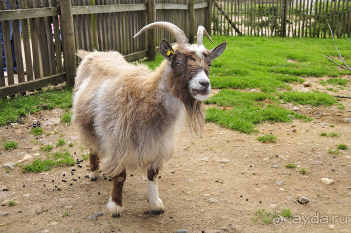 Зоопарк в Лимбурге( Gaia Park)