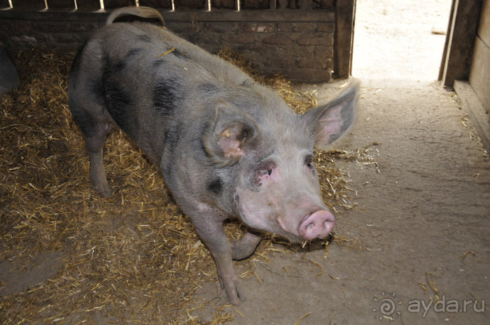 Зоопарк в Лимбурге( Gaia Park)