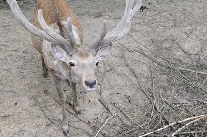 Зоопарк в Лимбурге( Gaia Park)