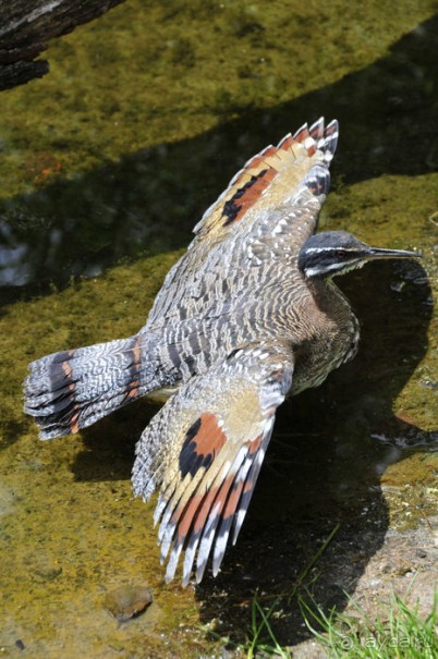 Зоопарк в Лимбурге( Gaia Park)