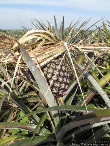 Национальный парк Сам Рой Йот - «Гора 300 вершин»