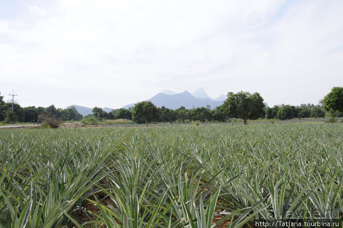 Национальный парк Сам Рой Йот - «Гора 300 вершин»