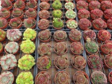 Фестиваль цветов Fleur Amor