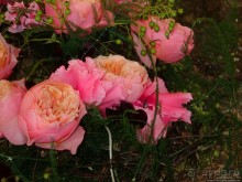 Фестиваль цветов Fleur Amor