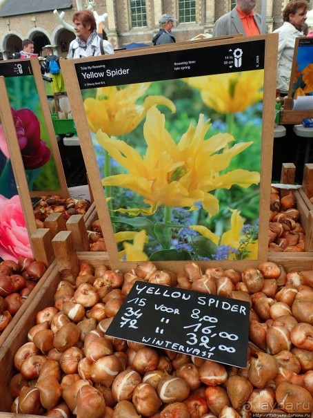 Фестиваль цветов Fleur Amor