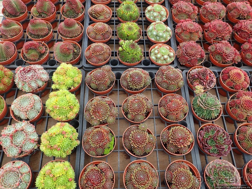 Фестиваль цветов Fleur Amor