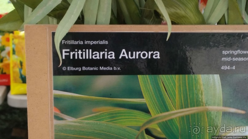 Фестиваль цветов Fleur Amor