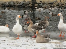 Наконец - то замерз "Уточкин" пруд... и все идут на каток