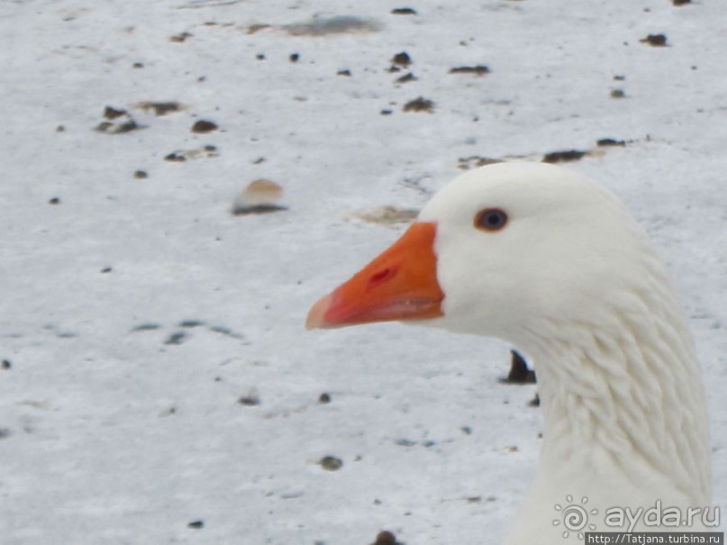 Наконец - то замерз "Уточкин" пруд... и все идут на каток
