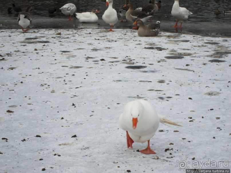 Наконец - то замерз "Уточкин" пруд... и все идут на каток