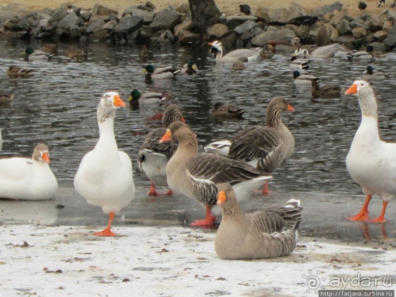 Наконец - то замерз "Уточкин" пруд... и все идут на каток