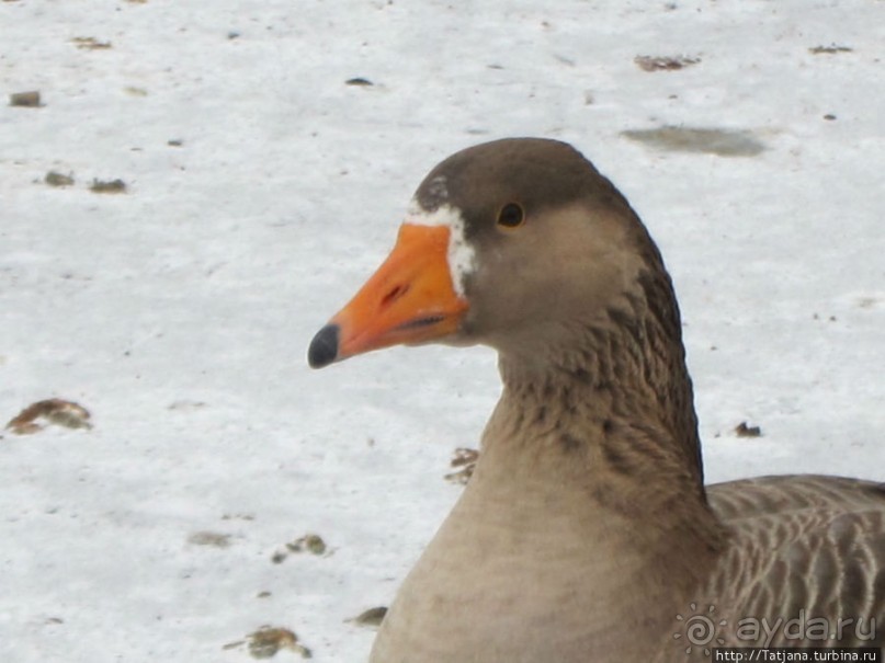 Наконец - то замерз "Уточкин" пруд... и все идут на каток