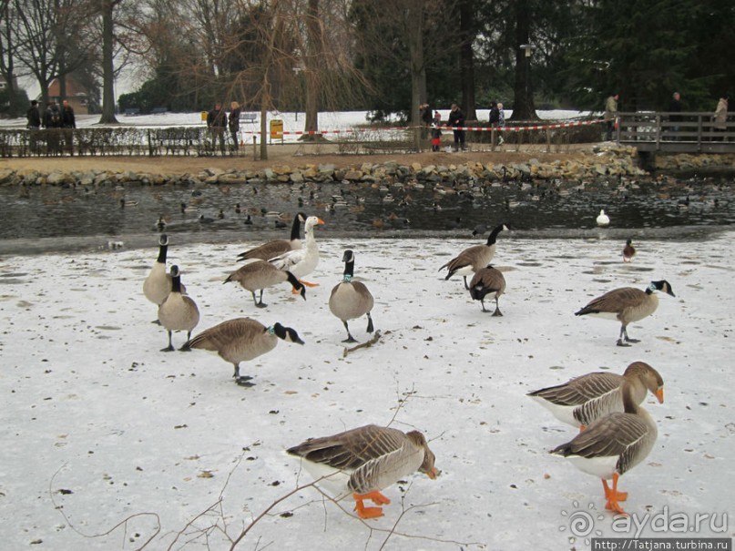 Наконец - то замерз "Уточкин" пруд... и все идут на каток