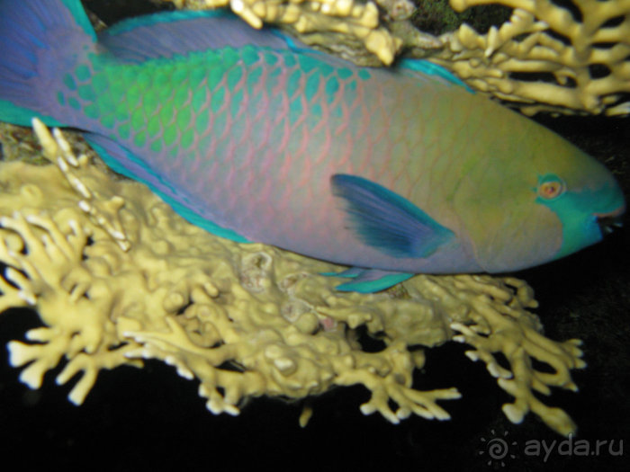 А вы бывали в Хургаде?