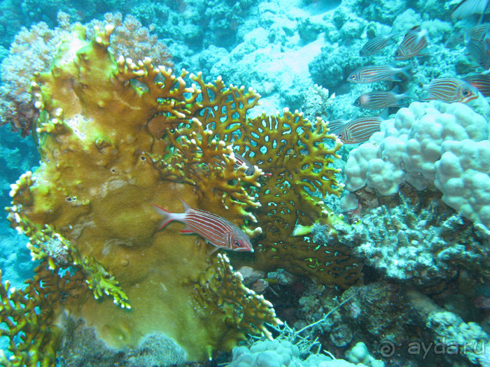 А вы бывали в Хургаде?