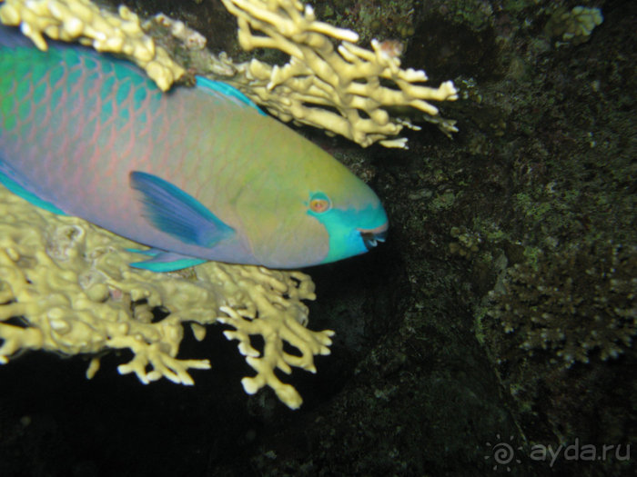 А вы бывали в Хургаде?