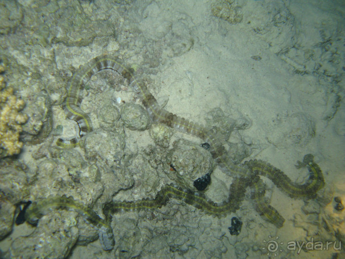 А вы бывали в Хургаде?