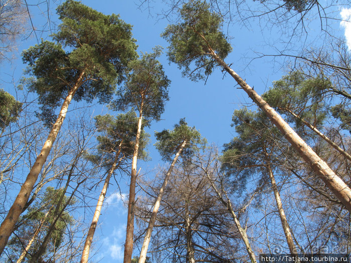 Волшебный родник в парке "Покр.-Стрешнево"