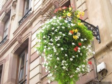 Архитектура и цветы Страсбурга.