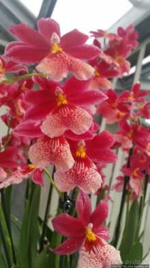 Павильон Орхидей в парке Keukenhof