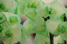 Павильон Орхидей в парке Keukenhof