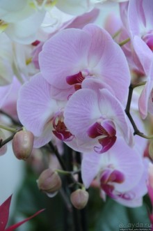 Павильон Орхидей в парке Keukenhof