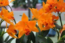 Павильон Орхидей в парке Keukenhof