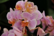 Павильон Орхидей в парке Keukenhof