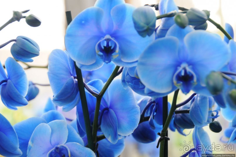 Павильон Орхидей в парке Keukenhof